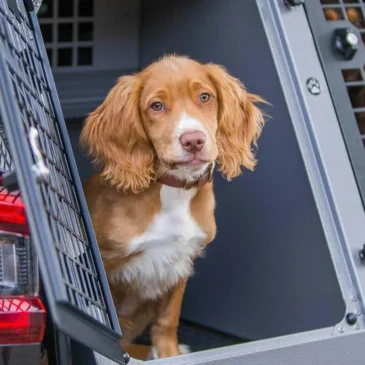 licencias empresa de traslado de mascotas
